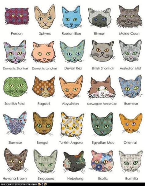 An Illustrated Guide To Cat Breeds Cat Breeds Crazy Cats Animals