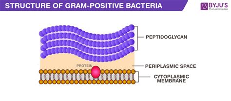 Gram Positive Bacteria Characteristics Cell Structures Benefits And