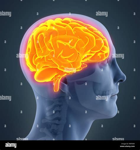 Anatomía Del Cerebro Humano Ilustración Fotografía De Stock Alamy