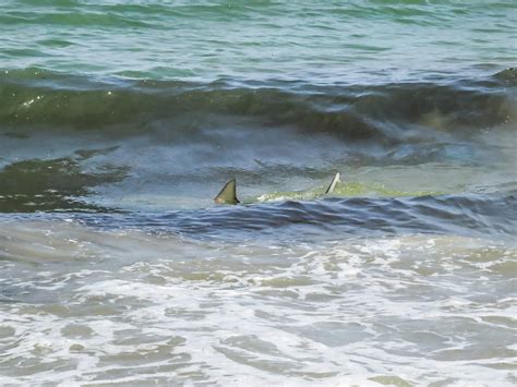 Shark Near The Shore In Atlantic Ocean Photograph By Zina Stromberg