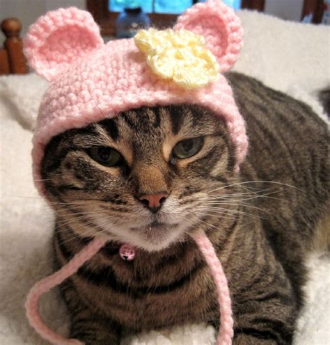 Cats Wearing Hats