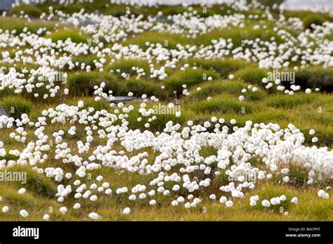Greenland Angmassalik Region Tiniteqlaaq Polar Vegetation Flowers