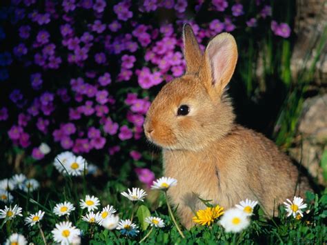 Free Download Cute Bunny Wallpaper 1366x768 For Your Desktop Mobile