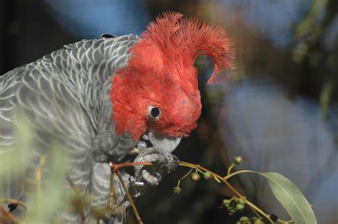 Red Headed Parrot Pics4learning