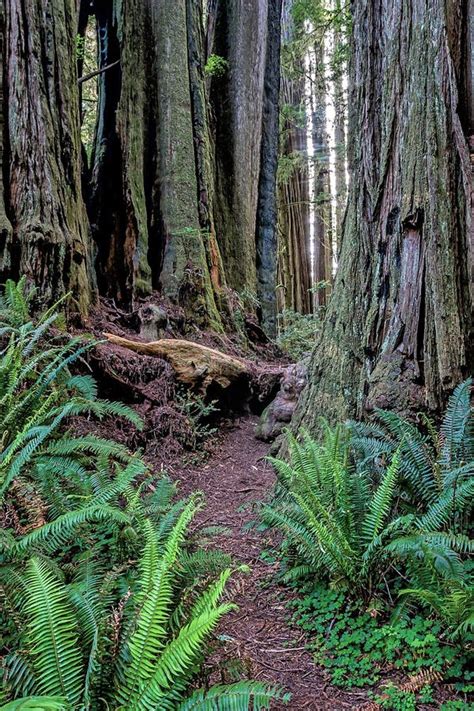 Jedediah Smith Redwoods State Park Icalifornia Redwoods Stock Photo