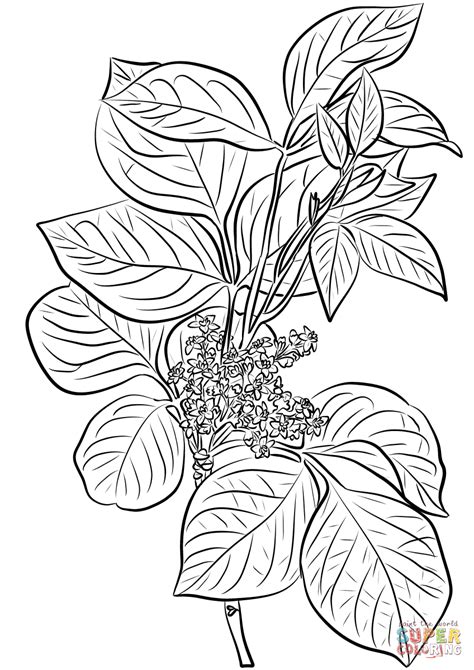 Poison Ivy Coloring Pages Sketch Coloring Page