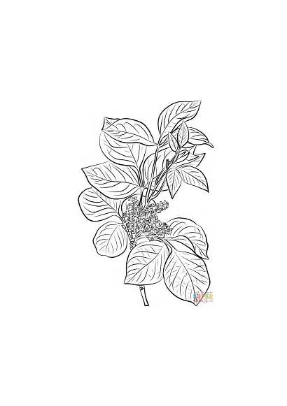 Ivy Poison Coloring Pages Leaves Drawing Toxicodendron