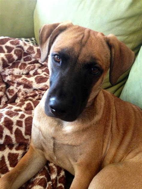 More black mouth cur puppies / dog breeders and puppies in ohio. My puppy Karlee at 6 months old. Black mouth cur maybe?