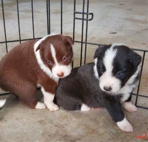 Purebred Border Collie Pups Puppies For Sale On Au