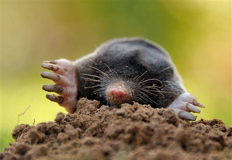Moles are unique creatures that spend their lives underground, constantly digging to hunt and navigate under the earth's surface. September 15, 2012 « Day in Photos