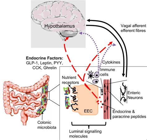 Brain Gut Microbiome Signaling The Schematic Illustrates Potential