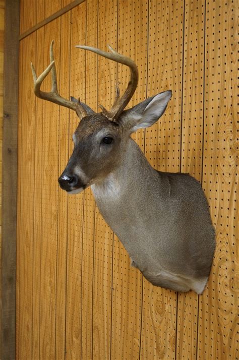 Aggresive Or Hooking Bobby Browns Taxidermy 601 847 5518