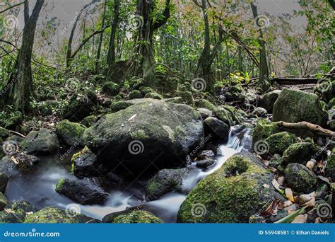 Stream Running Through Tropical Rainforest Stock Image Image Of