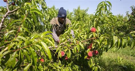 Things Are Just Peachy For Niagaras Tender Fruit Crops