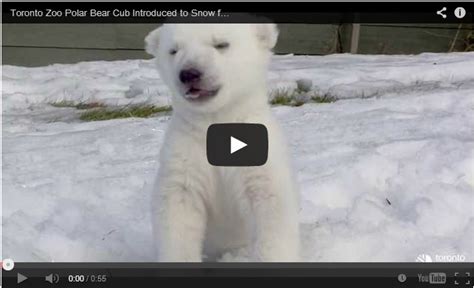 Baby Polar Bears First Steps In Snow So Cute Cuteness Overflow