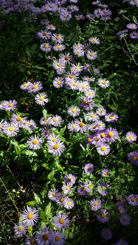 Purple Daisy Mountain Flowers Photograph By Lindy Pollard Fine Art