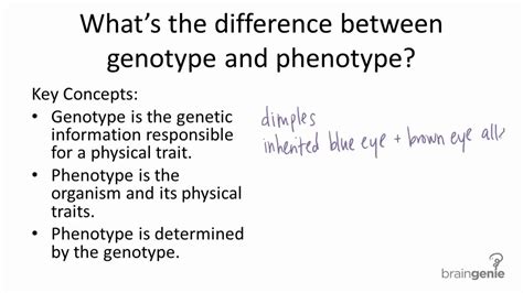 The genotype is expressed as phenotype when the information encoded in the genes is used to make protein and rna molecules. 9.1.3 Genotype v. Phenotype - YouTube