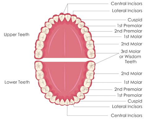 The Names Of The Teeth Mediologiest