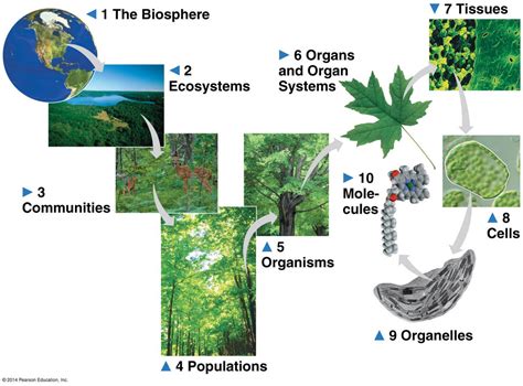 Levels Of Biological Organization Diagram Quizlet