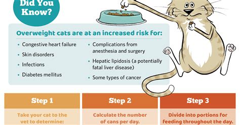 How much wet food should i feed my cat. How Much Food Should I Feed My Cat Chart - CatWalls