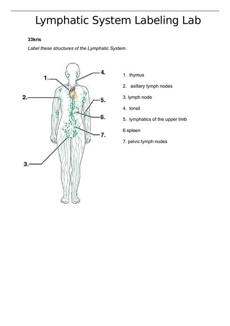 Lymphatic System Labeling Lab Lymphatic System Labeling Lab Stuvia Us