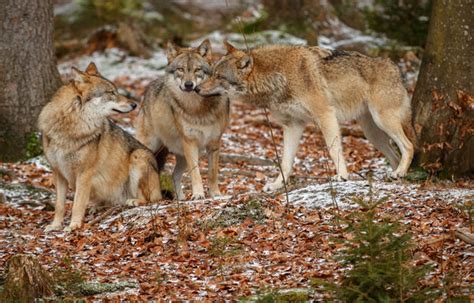 How Is A Wolfpack Organized American Wolves