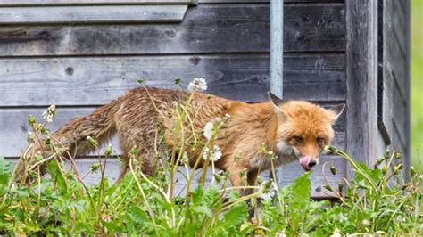 What Does Fox Poop Look Like Identify Fox Scat In Your Yard