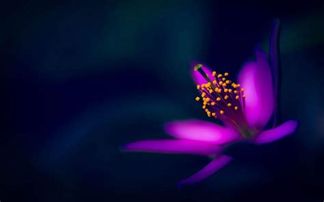 Dark Purple Flower Wallpapers Top Free Dark Purple Flower Backgrounds