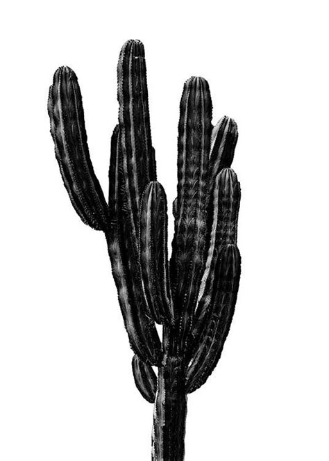 Black Cactus Aka Blacktus Rteenagers