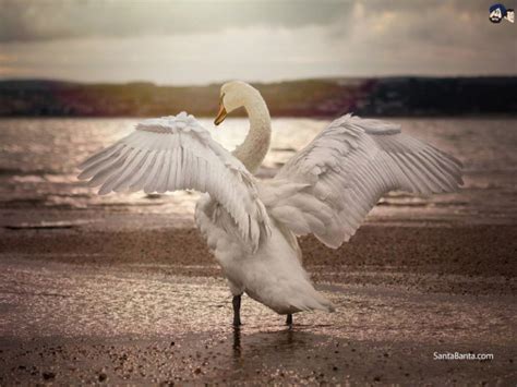 Tundra Swan Wallpaper 80847 Baltana