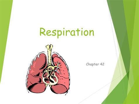 Ppt Respiration Powerpoint Presentation Free Download Id3334303