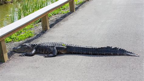 American Alligator Crossing The Road Stock Photo Image Of Green