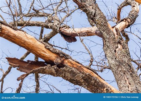 Large Tree Bark Skin Peeling Stock Photo Image Of Nature Detail