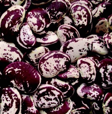 Bulk Christmas Bean Also Called Large Speckled Lima Seeds — Seeds N