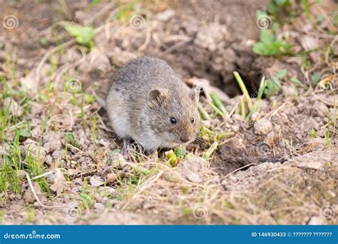 The Striped Field Mouse Stock Image Image Of Brown 146930433