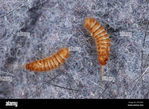 Larva Larvae Of Carpet Beetle Anthrenus Trogoderma Attagenus