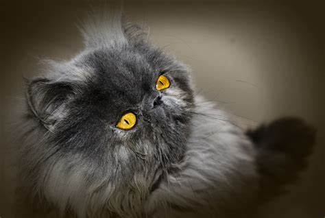 Persian Cat History Character Health Breeding And More