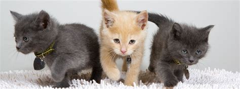 Redshift games is raising funds for kittens in a blender: What to Do with A Litter of Kittens - Resources | Oregon ...
