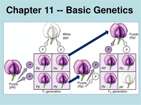 Ppt Chapter 11 Basic Genetics Powerpoint Presentation Free