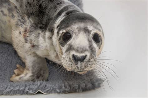 Grey Seal Cub Pyttan Says Hello To Reddit Raww