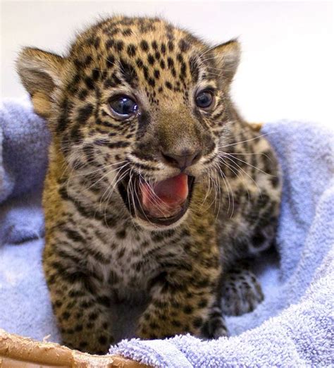 Significant Birth These Two Baby Jaguars At Milwaukee County Zoo