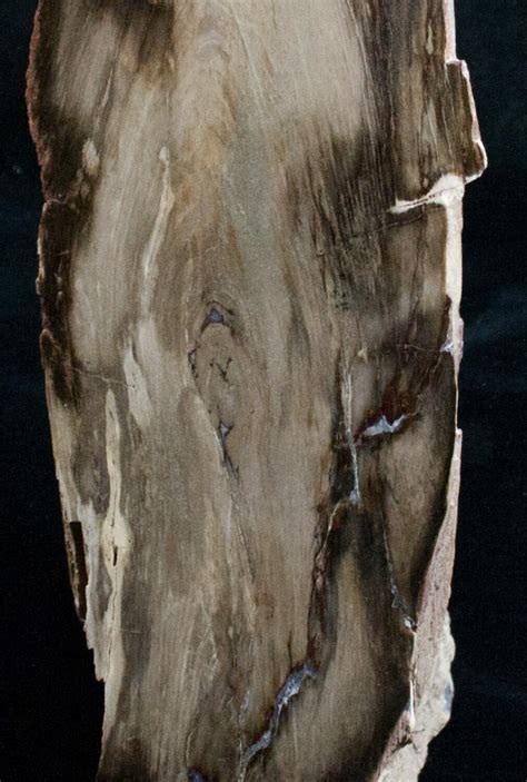 11 Petrified Wood Free Standing Sculpture 6306 For Sale
