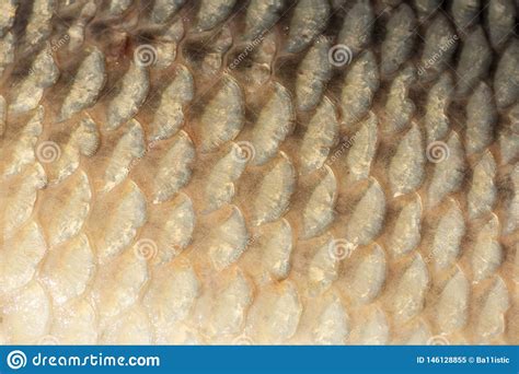A Fish Is A Scaly Skinned Vertebrate That Swims In Water And Breathes