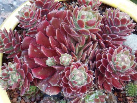Hen And Chicks Succulents In Red Succulents Hens And Chicks Sempervivum