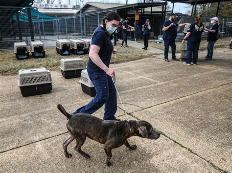 City of Oxford hires Animal Shelter Services to evaluate previous
