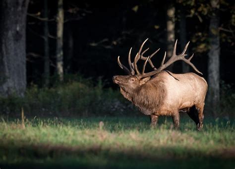 7mm 08 For Elk Hunting Should You Use It In 2024