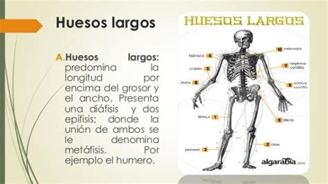 Descubre Cuáles Son Los Huesos Largos Del Cuerpo Humano Con Fotos