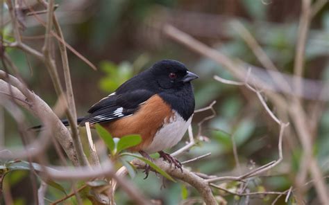 Aah Sanctuary Species Eastern Towhee — Audubon Society Of Northern Virginia