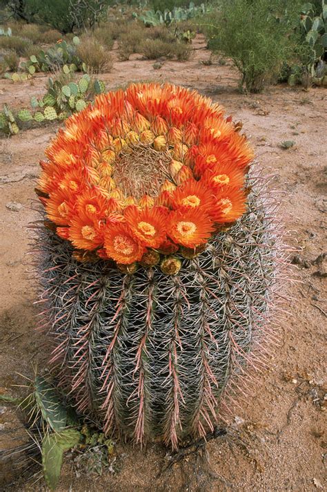 Fishhook Barrel Cactus Photograph By Craig K Lorenz