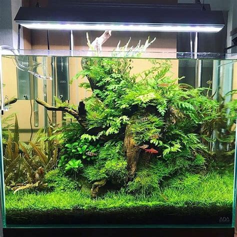 An Aquarium Filled With Plants And Fish